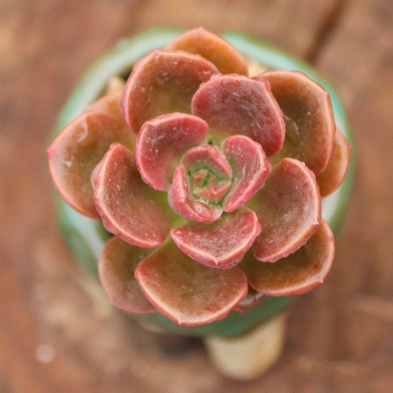 How to Care for and Cultivate Echeveria "Melaco"