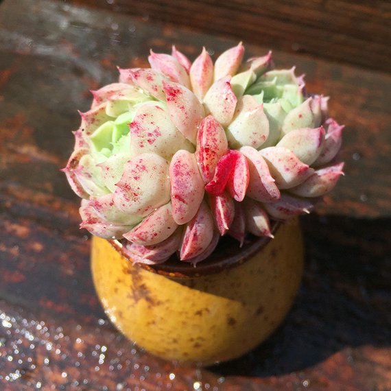 How to Care for and Cultivate Echeveria 'Red hole'