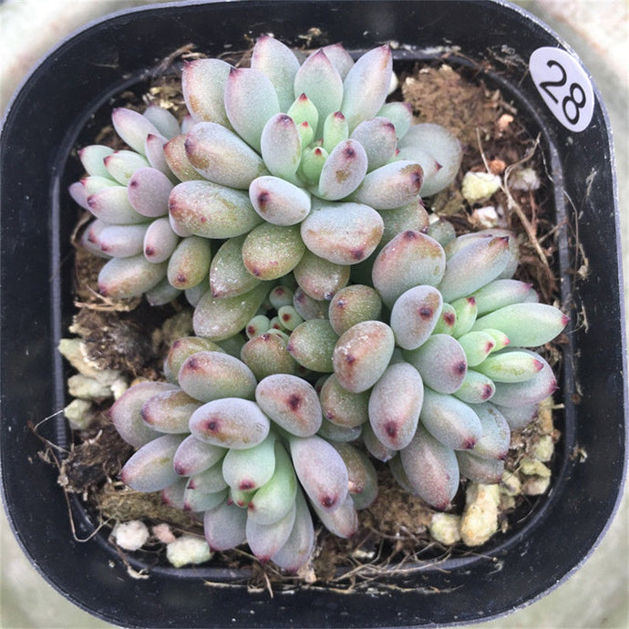 How to Care for and Cultivate Graptopetalum blackberry