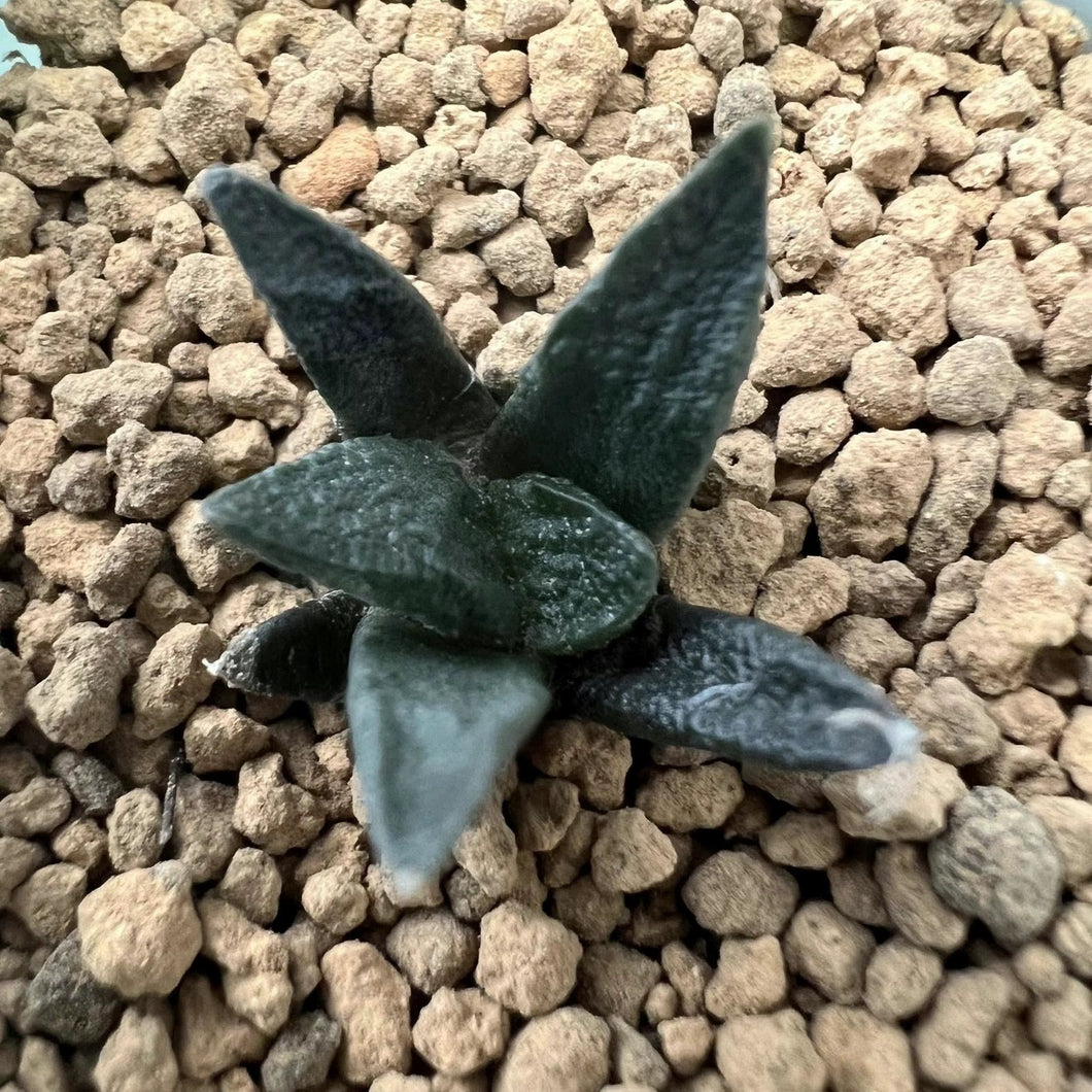 Ariocarpus agavoides (Castaneda) E.F. Anderson : Real Live Succulent Cactus Plant