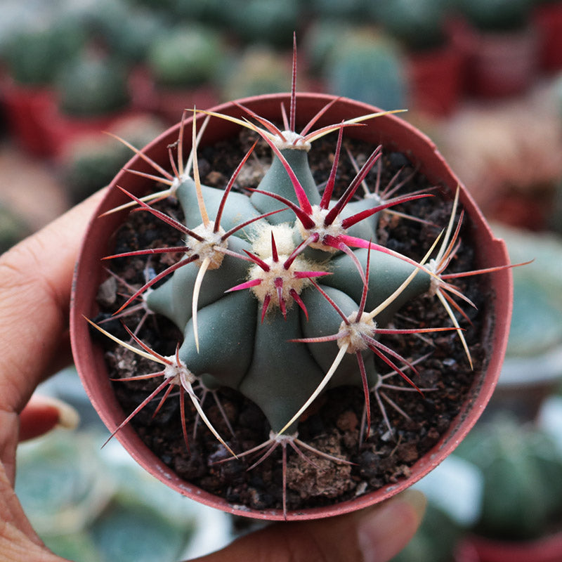 Echinocactus polycephalus Engelmann et Bigelow : Real Live Succulent Cactus Plant