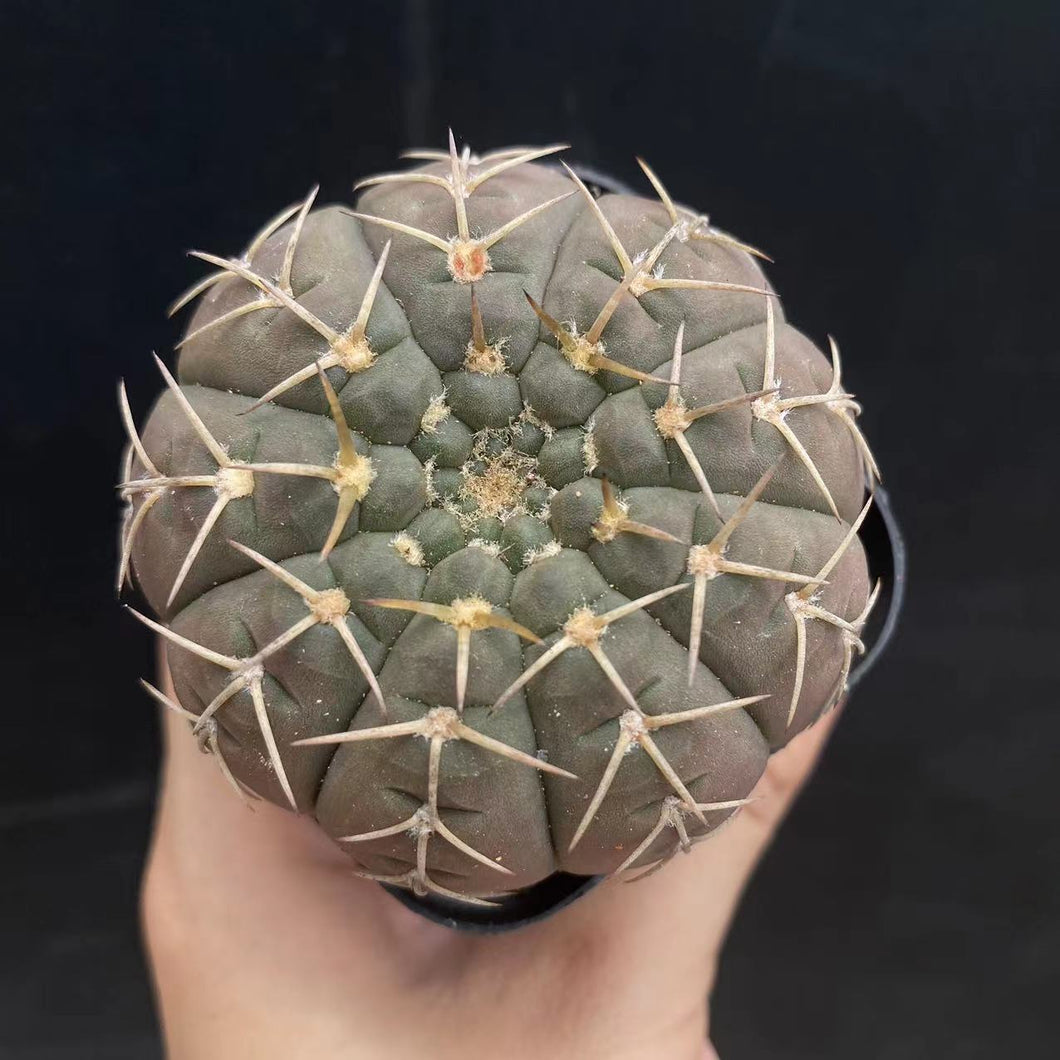 Gymnocalycium stellatum (Speg.) Speg. : Real Live Succulent Cactus Plant