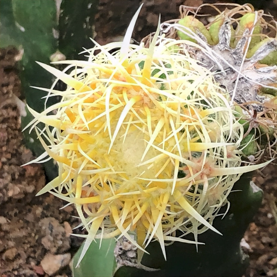 Echinocactus grusonii var. intertextus Y. Itô : Real Live Succulent Cactus Plant