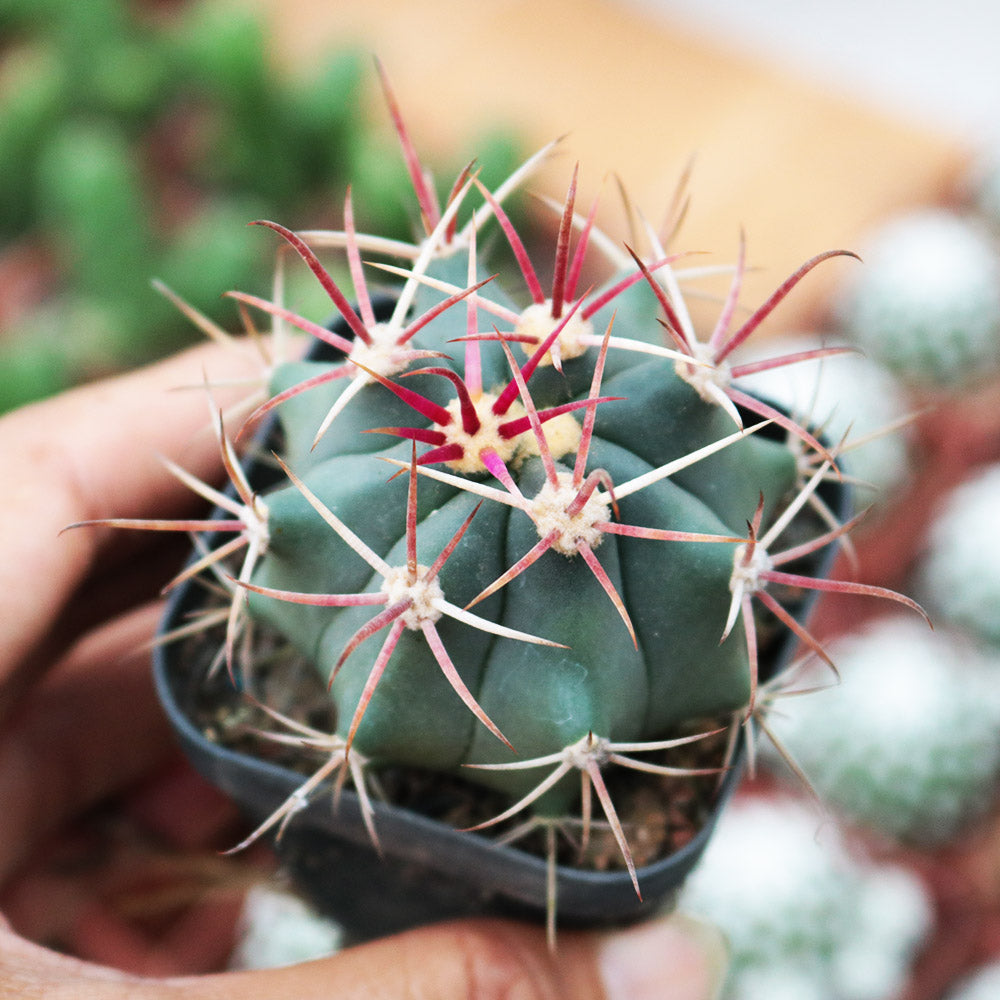Ferocactus gracilis subsp. coloratus (H. E. Gates) N. P. Taylor : Real Live Succulent Cactus Plant