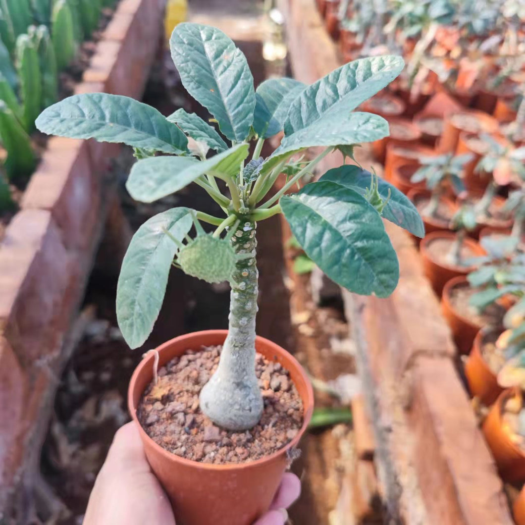 Dorstenia foetida (Forsk.) Schweinf : Real Live Succulent Cactus Plant