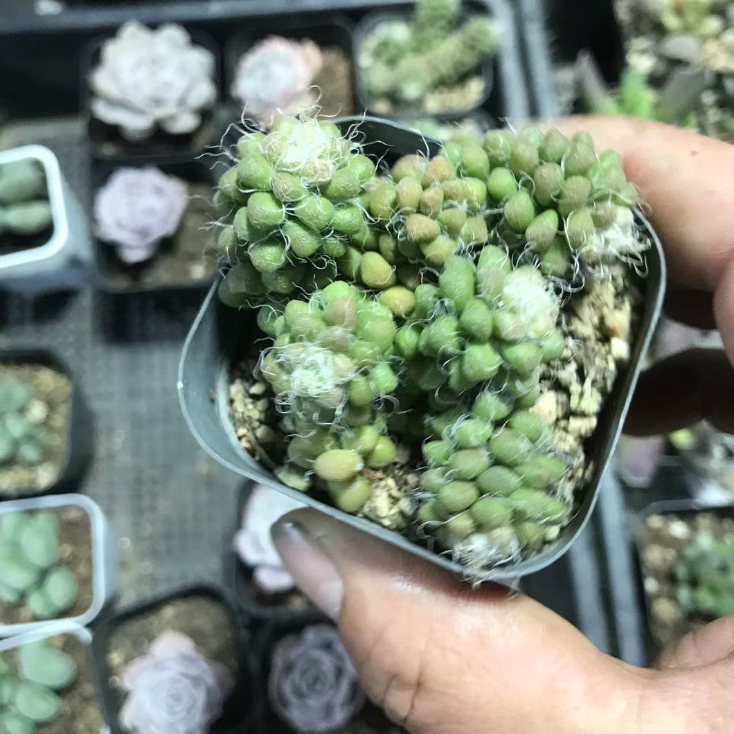 Aanacampseros baeseckei Dinter ex Poelln. : Real Live Succulent Cactus Plant