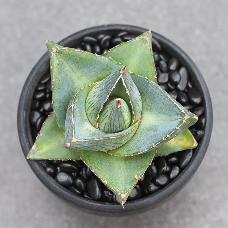 Agave pumila De Smet ex Baker : Real Live Succulent Cactus Plant