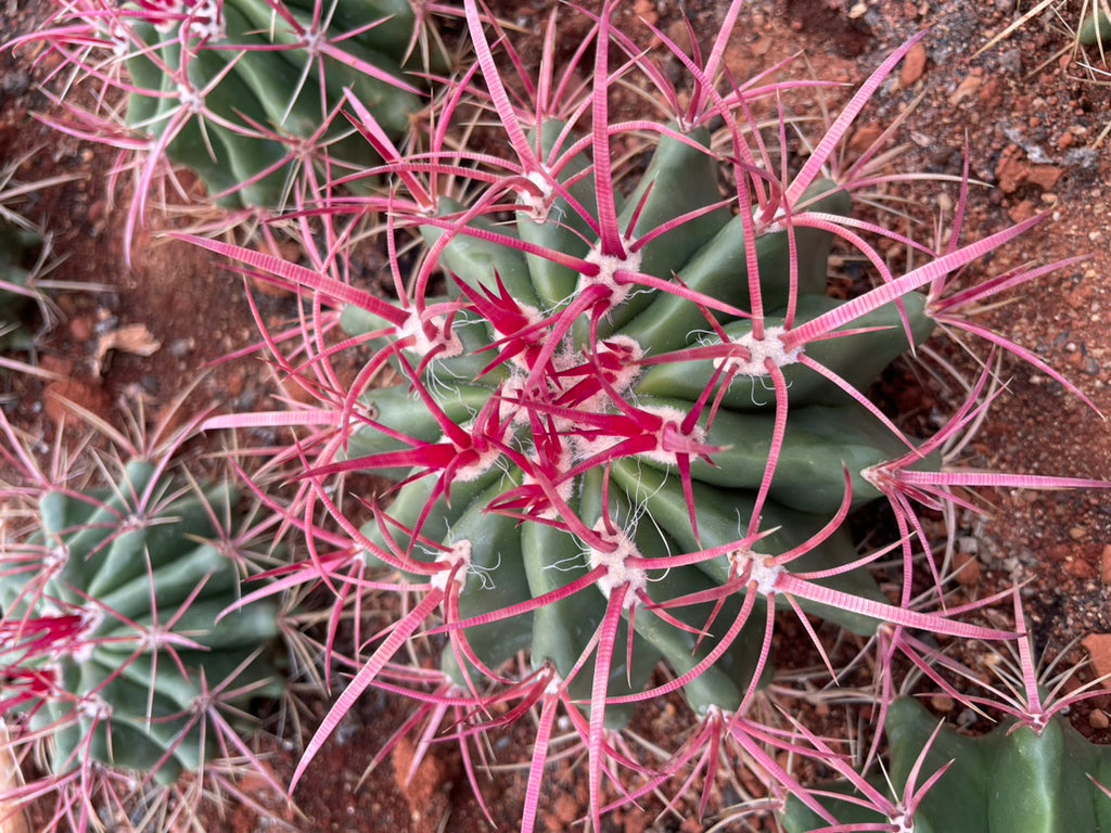 succulent with red spikes Echinocactus grusonii 'Rubra' : Real Live Succulent Cactus Plant