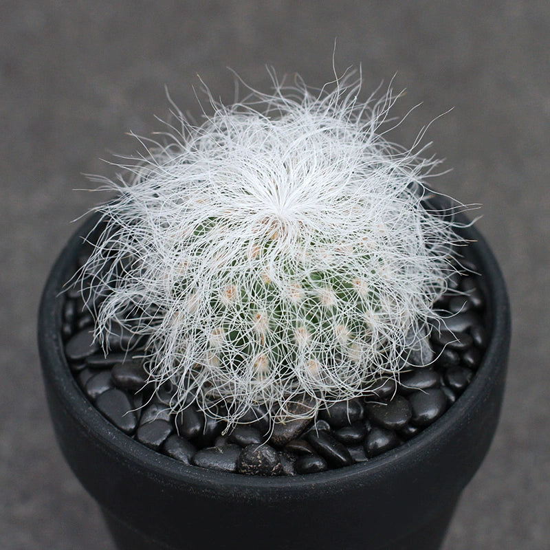 Cephalocereus senilis (Haw.) Schum. : Real Live Succulent Cactus Plant
