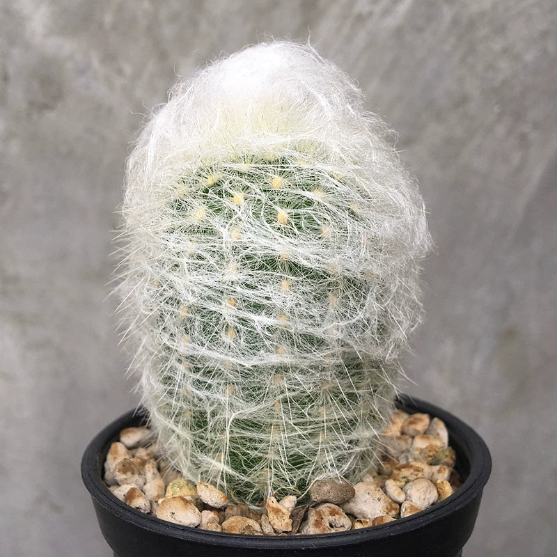 Espostoa nana F. Ritter : Real Live Succulent Cactus Plant