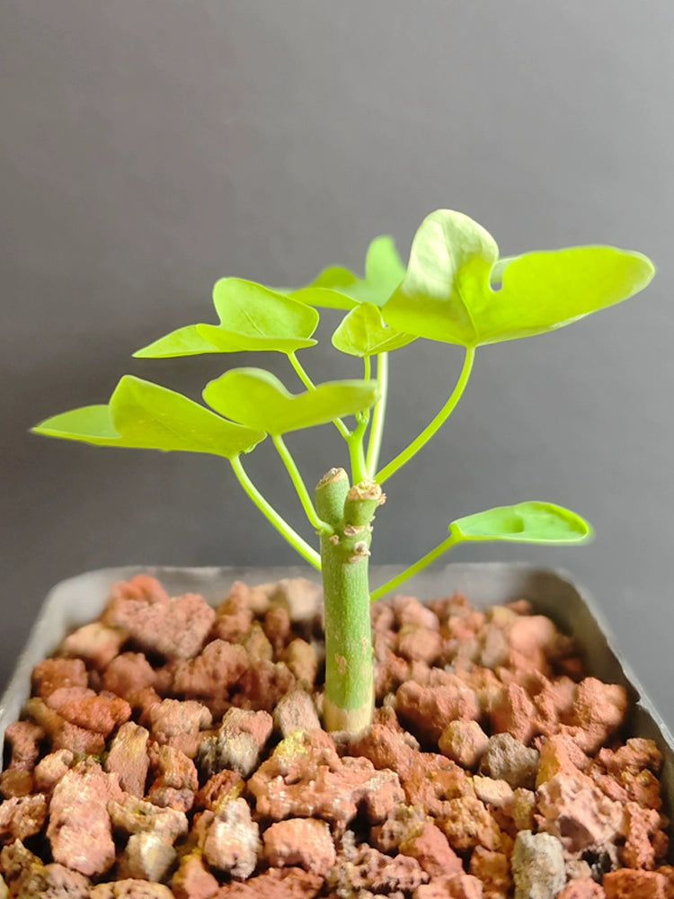 Adenia venenata Forssk. : Real Live Succulent Cactus Plant