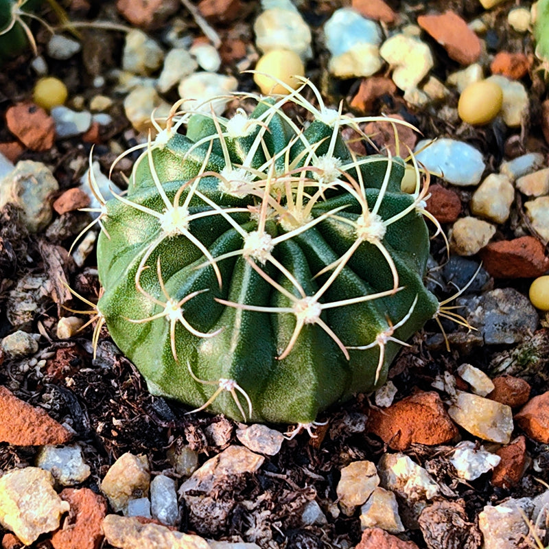 Echinocactus texensis 'Curvispina' : Real Live Succulent Cactus Plant