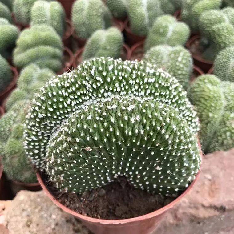 Blossfeldia liliputana Werderm. Cristata : Real Live Succulent Cactus Plant