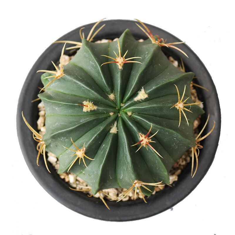 Ferocactus macrodiscus Britton et Rose : Real Live Succulent Cactus Plant