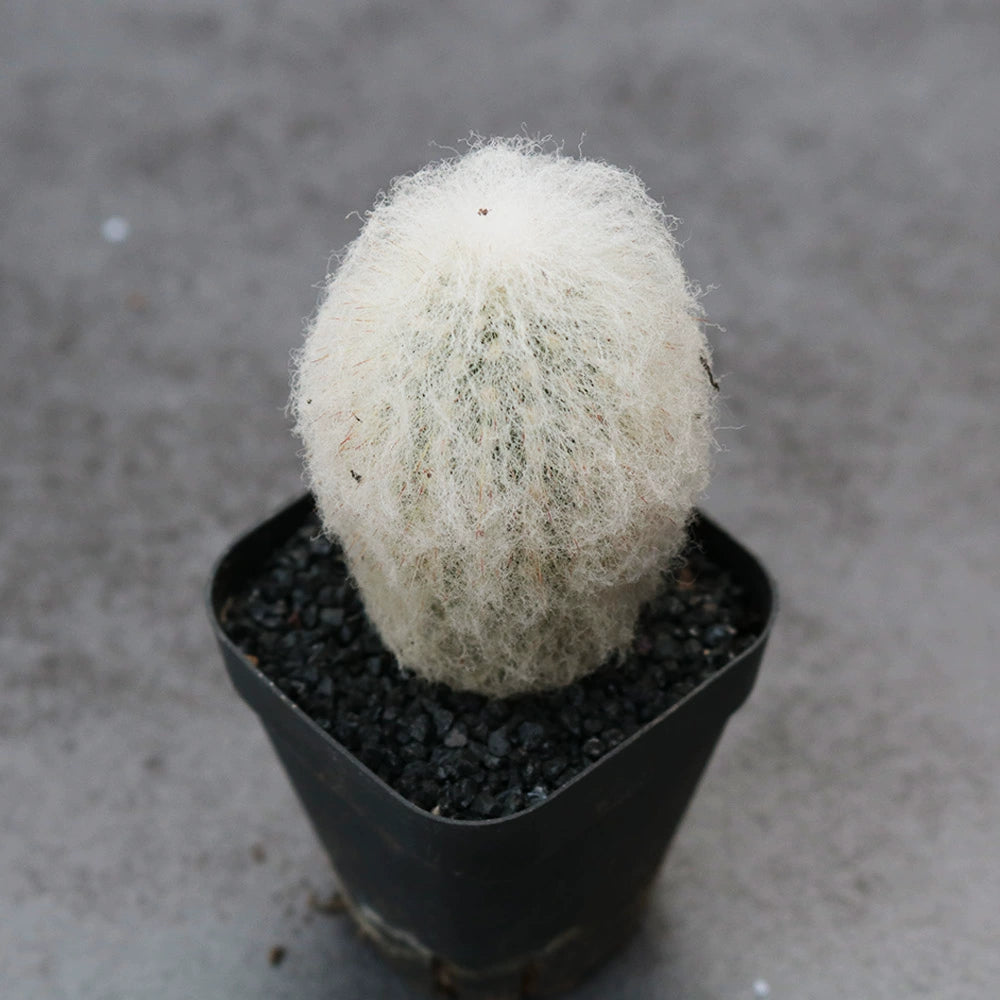 Espostoa lanata (Kunth) Britton et Rose : Real Live Succulent Cactus Plant