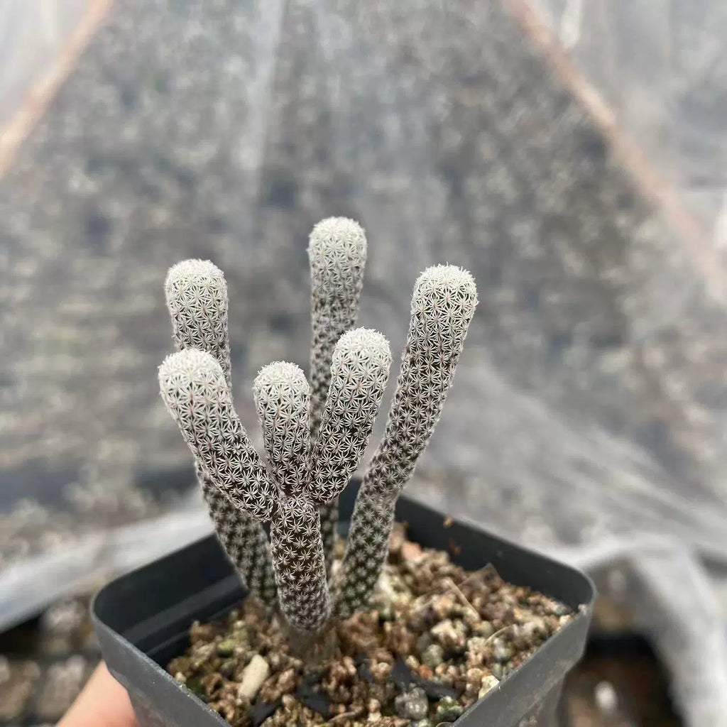 Turbinicarpus pseudomacrochela subsp. minimus : Real Live