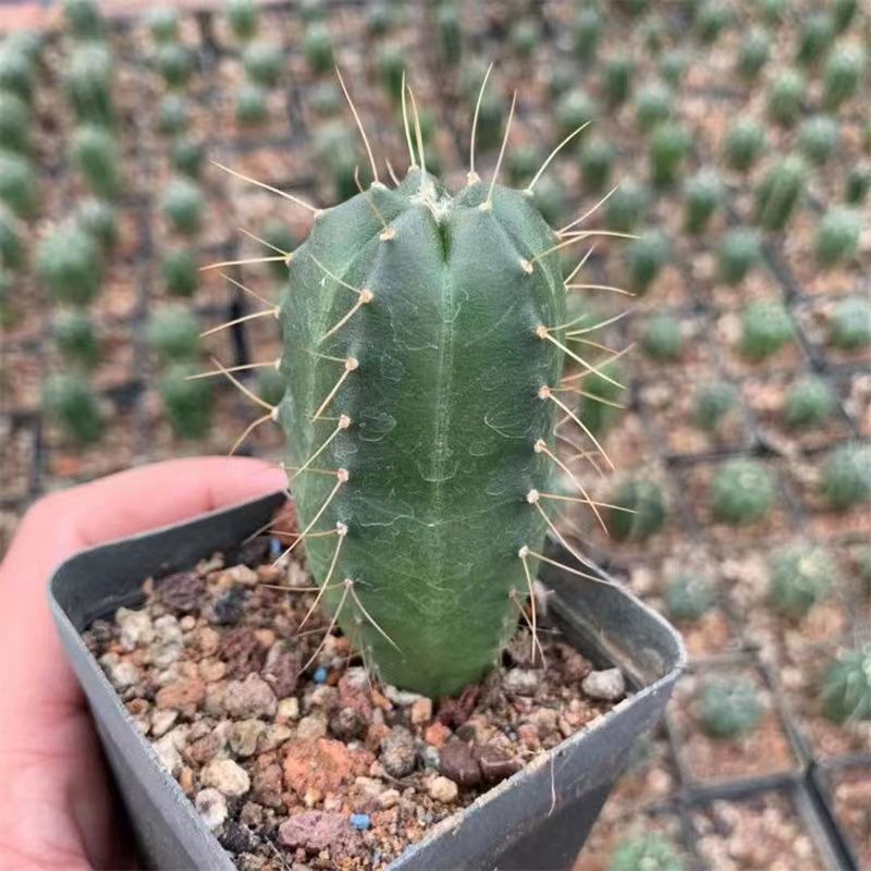Echinocereus knippelianus Liebner. : Real Live Succulent Cactus Plant