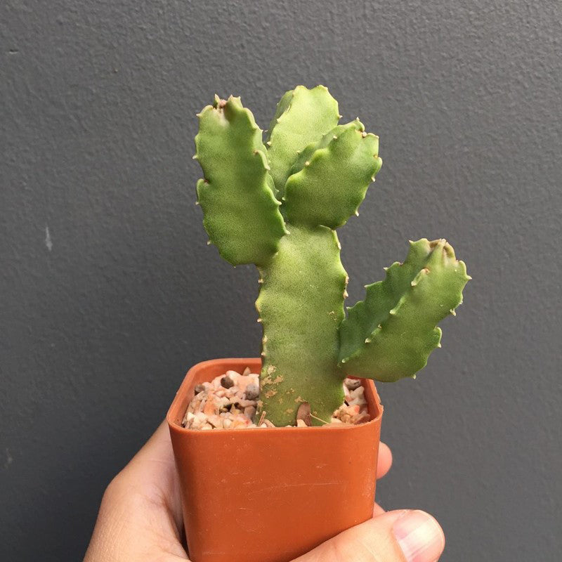 Caralluma speciosa (N. E. Br.) N. E. Br. : Real Live Succulent Cactus Plant