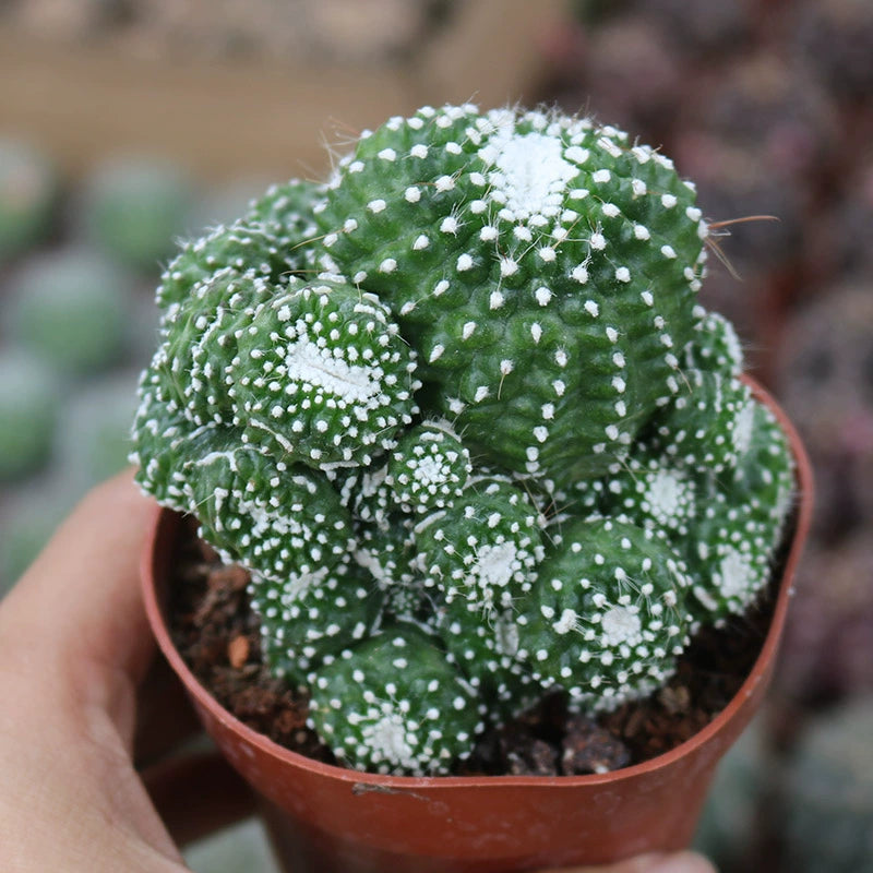 Blossfeldia liliputana Werderm. : Real Live Succulent Cactus Plant
