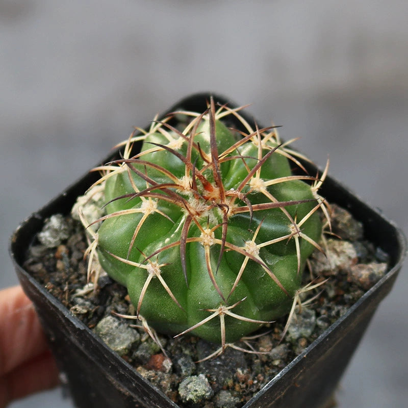 Discocactus hartmannii (K. Schum.) Britton et Rose : Real Live Succulent Cactus Plant