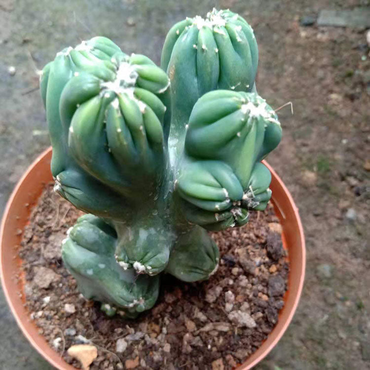 Cereus 'Yellow Clouds' : Real Live Succulent Cactus Plant