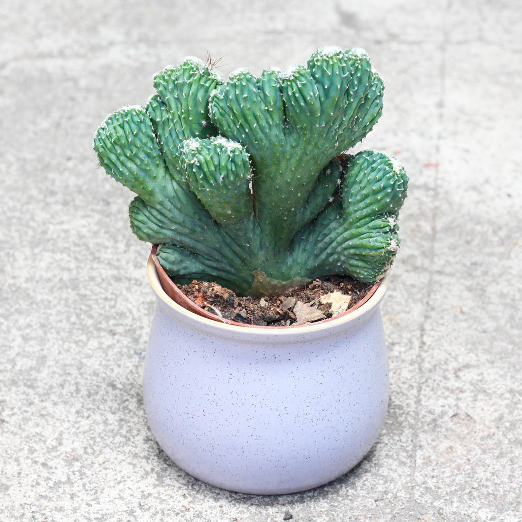 Cereus peruvianus 'Monstrosus' : Real Live Succulent Cactus Plant