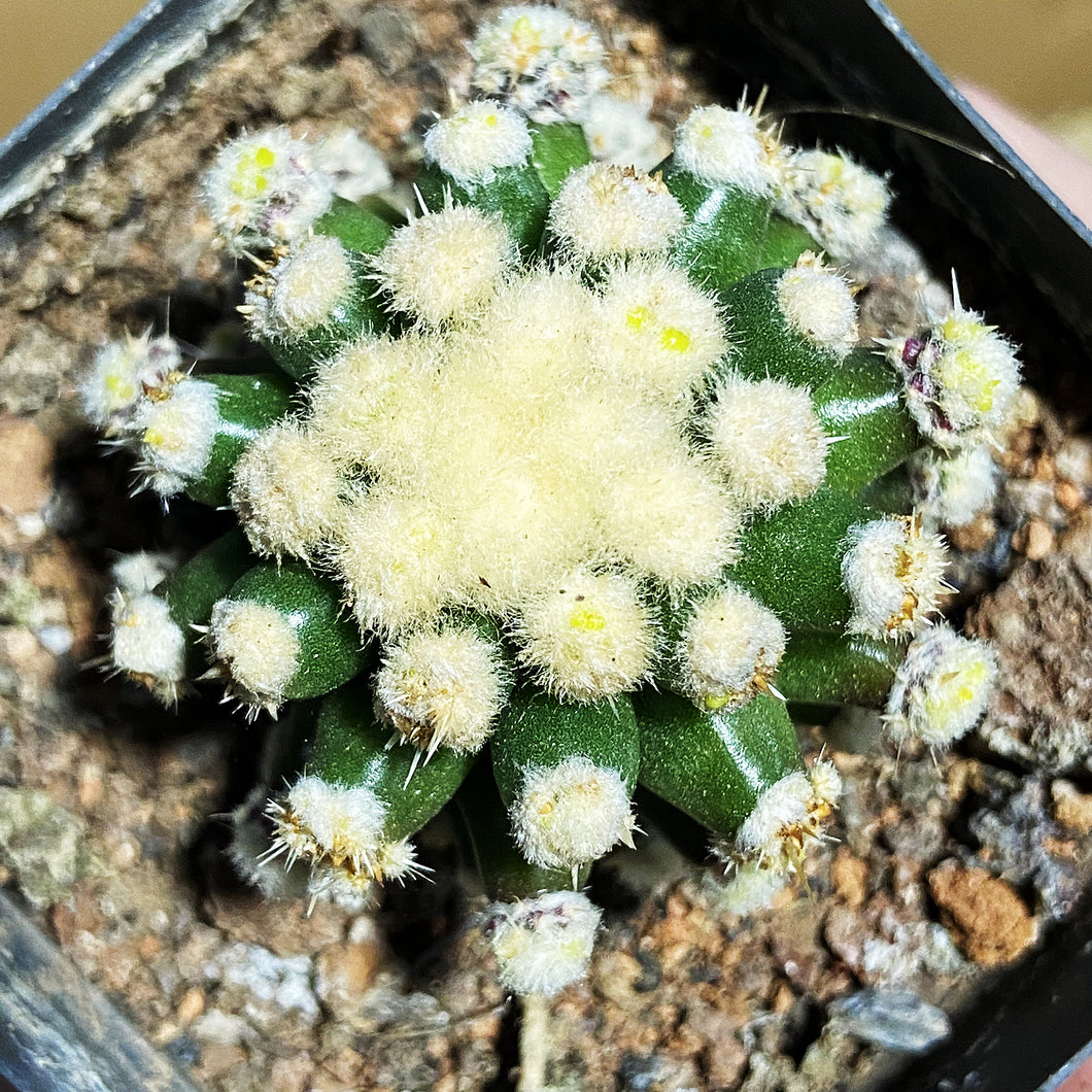 Echinocactus grusonii 'Monstrosus' : Real Live Succulent Cactus Plant