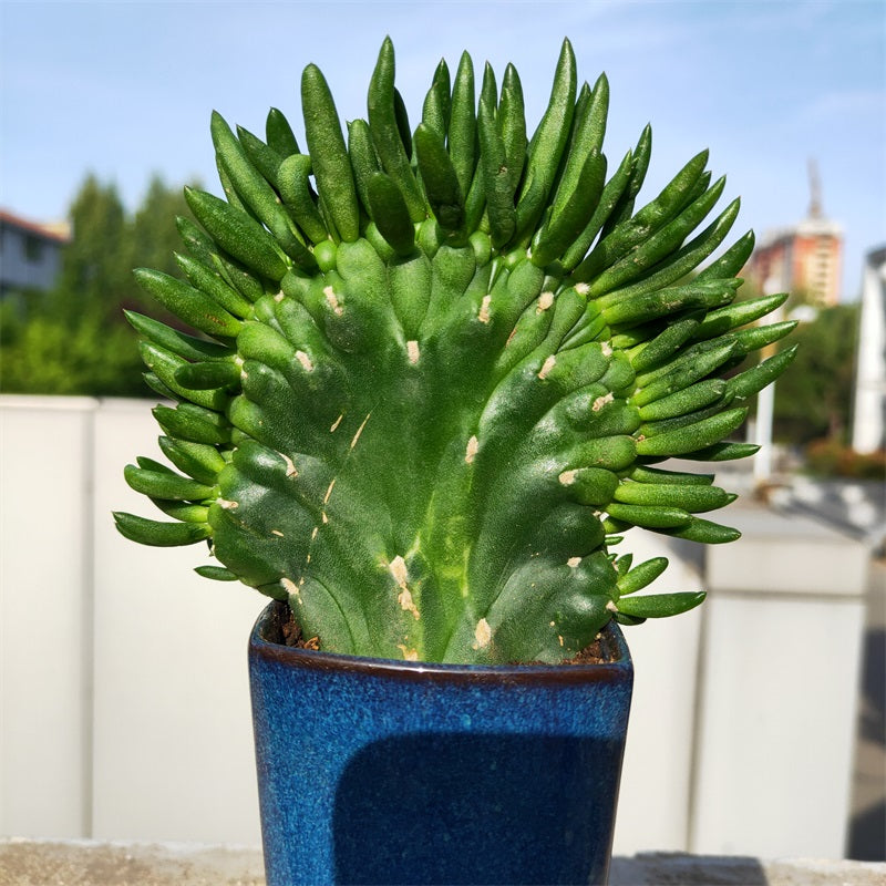 Austrocylindropuntia subulata 'Cristata' : Real Live Succulent Cactus Plant