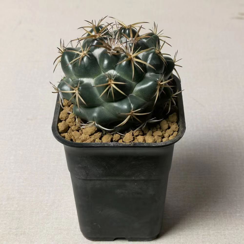 Coryphantha bumamma (Ehrenbg.) Britt. et Rose : Real Live Succulent Cactus Plant
