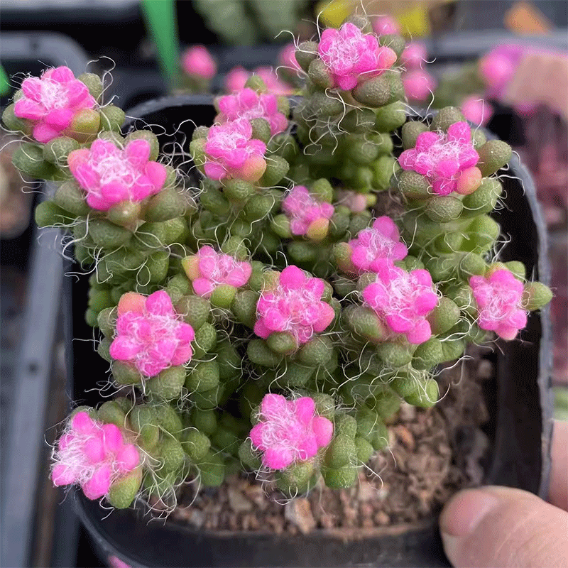 Aanacampseros baeseckei Dinter ex Poelln. Variegata : Real Live Succulent Cactus Plant