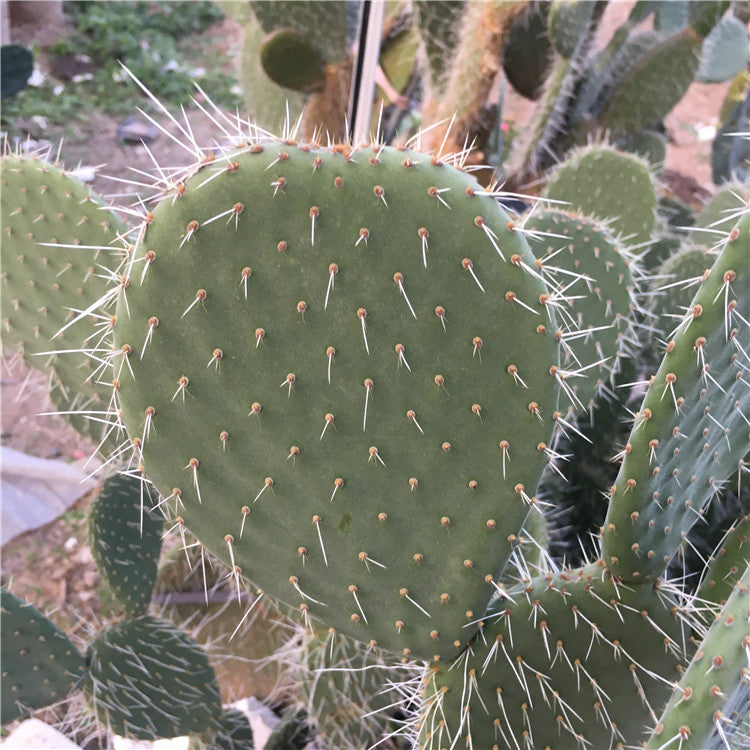 Opuntia pilifera F. A. C. Weber : Real Live Succulent Cactus Plant