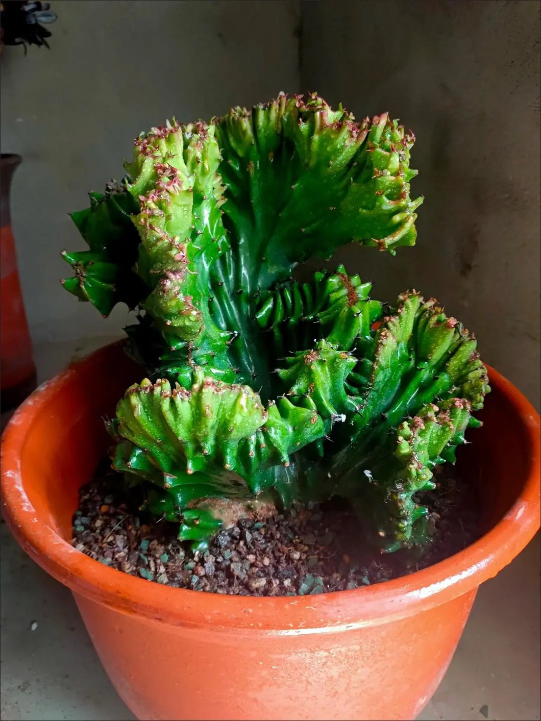 Real Live Succulent Cactus Plant :  Euphorbia neriifolia f. cristata