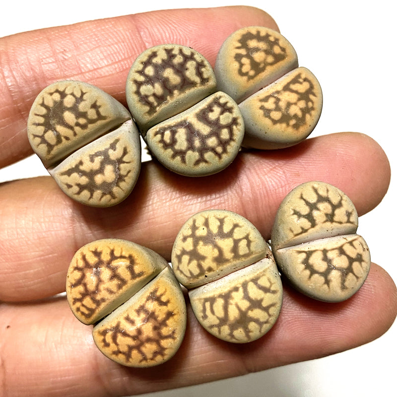 L. karasmontana subsp. bella (N.E.Br.) D.T.Cole : Real Live Succulent Lithops Pseudotruncatella Plant