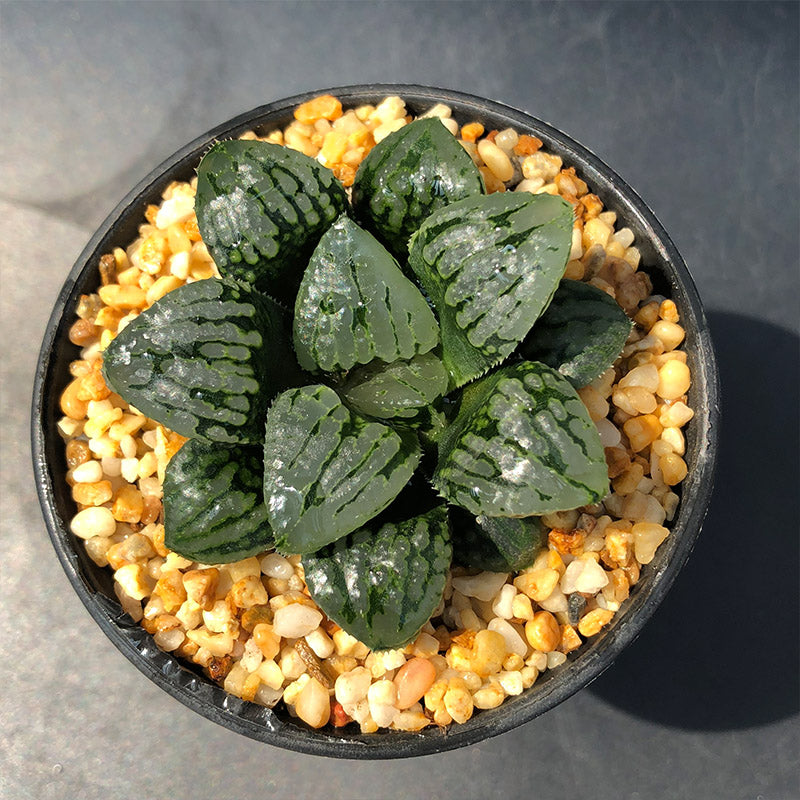 Haworthia comptoniana 'Marinrin' : Real Live Succulent Cactus Plant