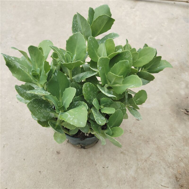 Helotelephium erythrostictum (Miq.) H. Ohba : Real Live Succulent Cactus Plant