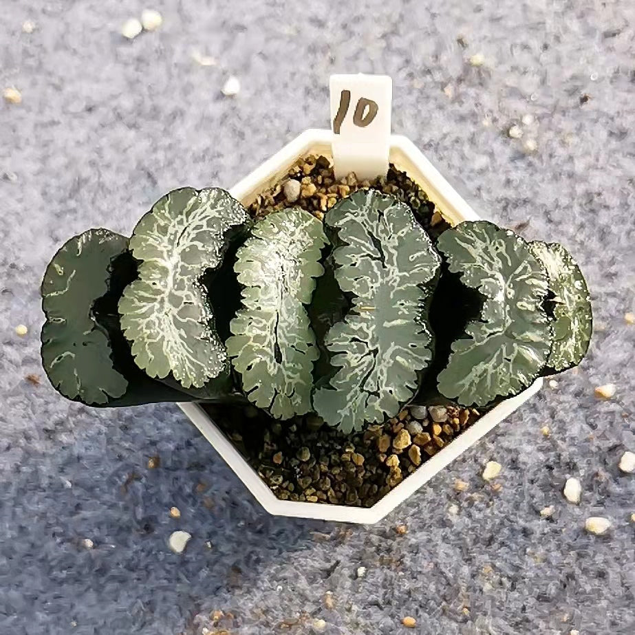 Haworthia truncata 'Michinaga' : Real Live Succulent Cactus Plant