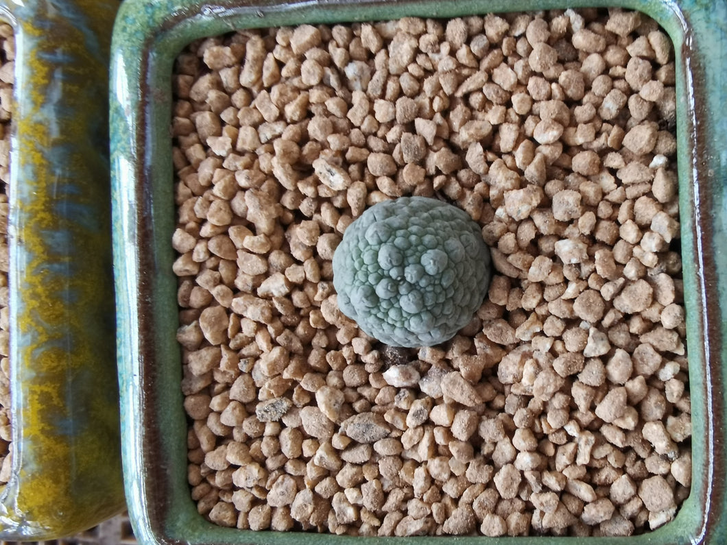 Real Live Succulent Cactus Plant :  Pseudolithos migiurtinus