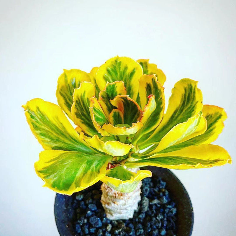 Real Live Succulent Cactus Plant : Euphorbia poissonii variegata