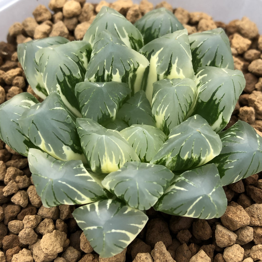 waxy succulent plant Haworthia obtusa 'Hirose Variegata' : Real Live Succulent Cactus Plant –  Succulent Zone
