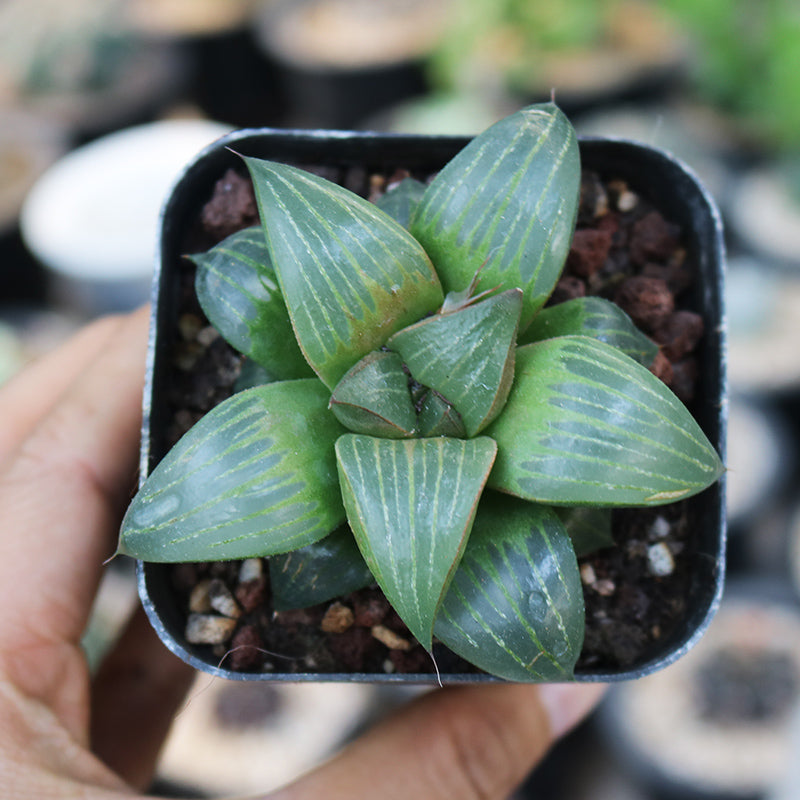 Haworthia mutica Haw. var. nigra M. B. Bayer : Real Live Succulent Cactus Plant