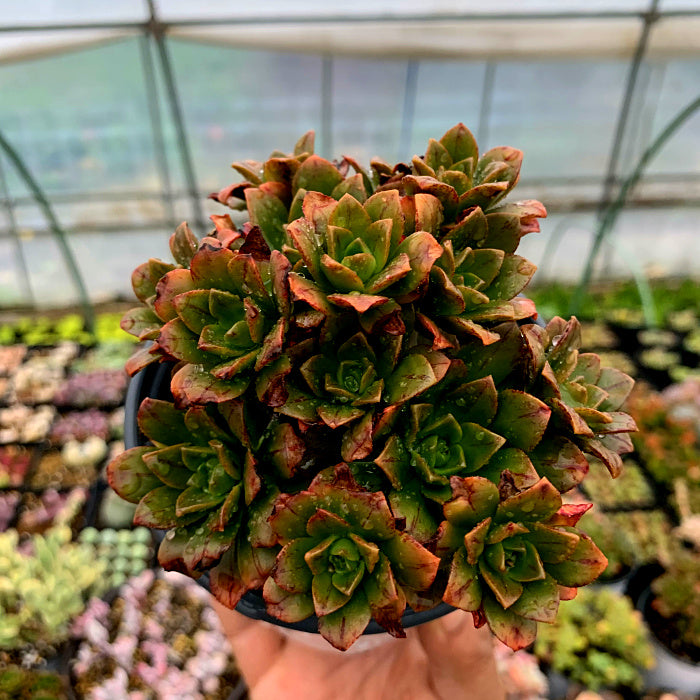 Real Live Succulent Cactus Plant :  Aeonium 'Bronze Medal'