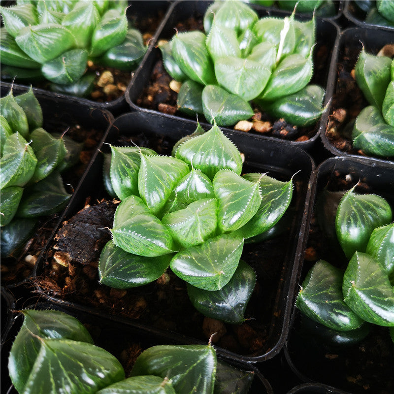 Haworthia 'Sansenjyu' : Real Live Succulent Cactus Plant