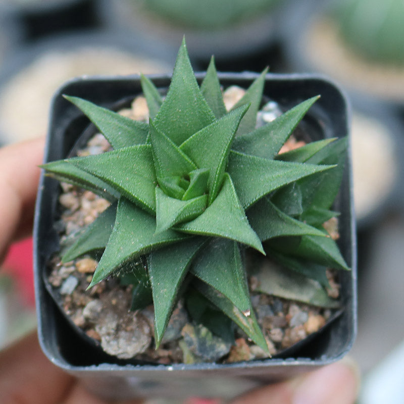 Haworthia viscosa (L.) Haw. : Real Live Succulent Cactus Plant
