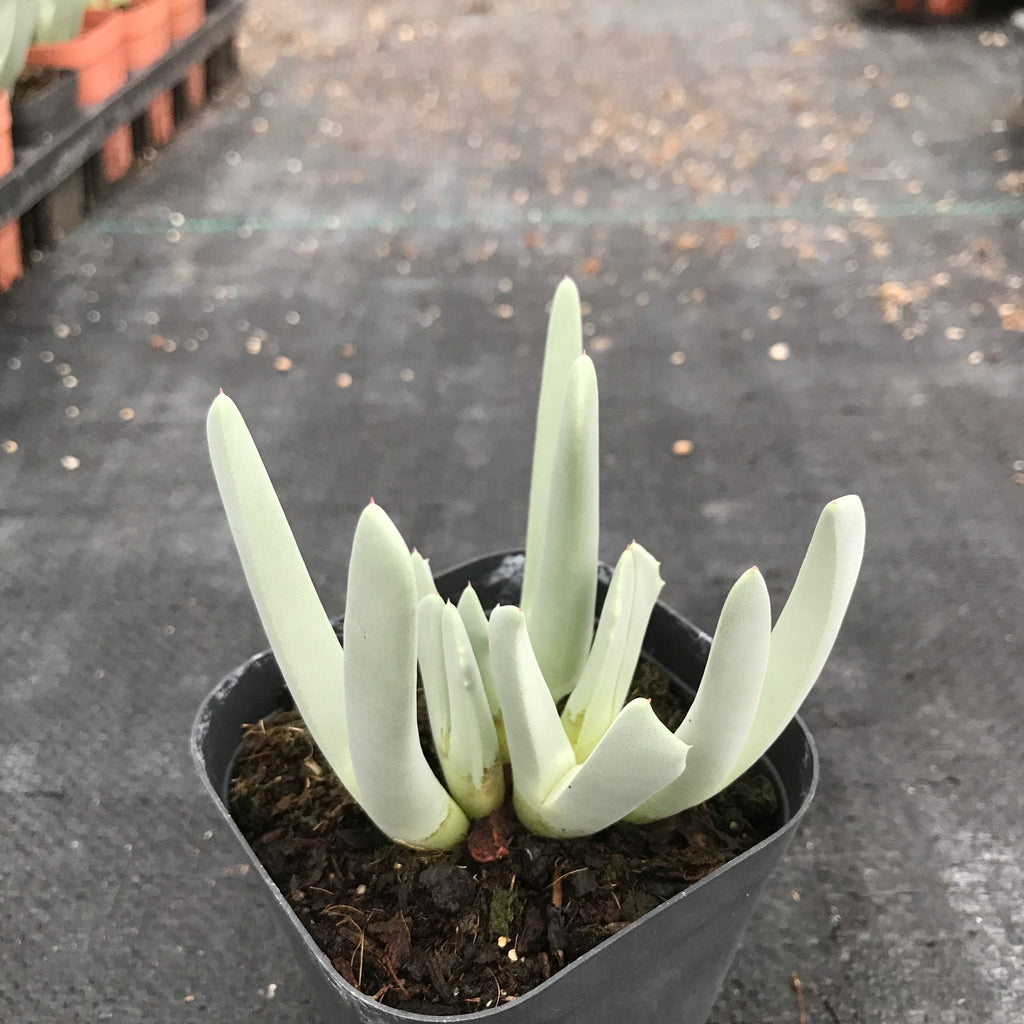 lobster succulent plant Cheiridopsis 'Crab's Claws' : Real Live Succulent Cactus Plant – Succulent Zone