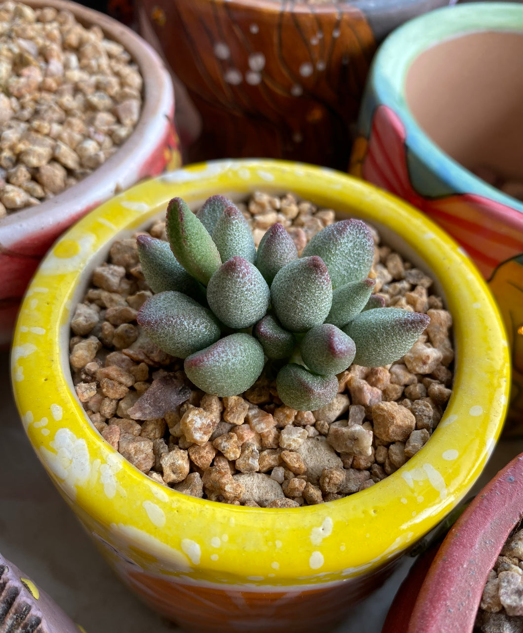 Adromischus marianae 'Small Redbeak' : Real Live Succulent Cactus Plant