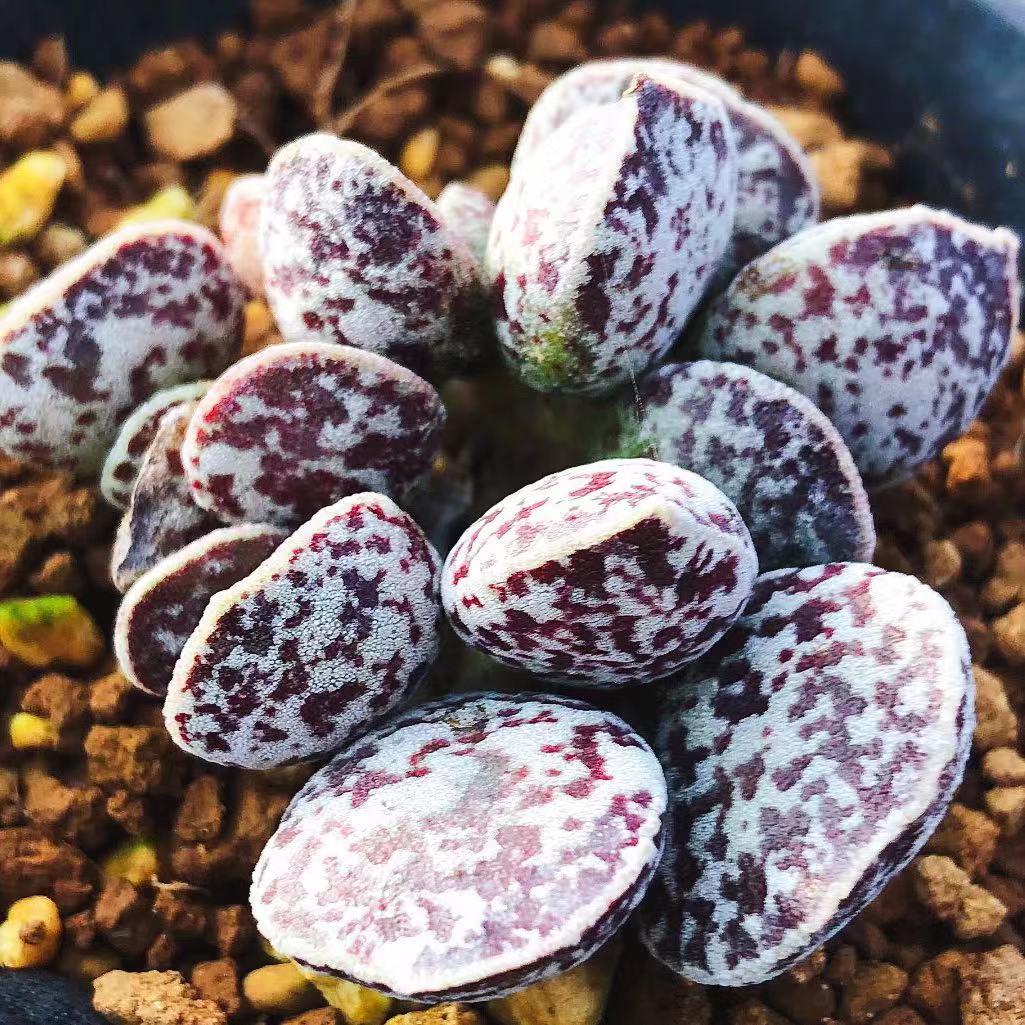 Adromischus marianae 'Bryan Makin' : Real Live Succulent Cactus Plant