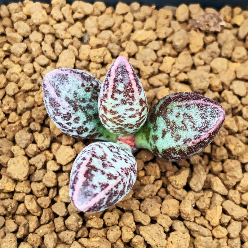 Adromischus marianae 'Colorful Clothes' : Real Live Succulent Cactus Plant