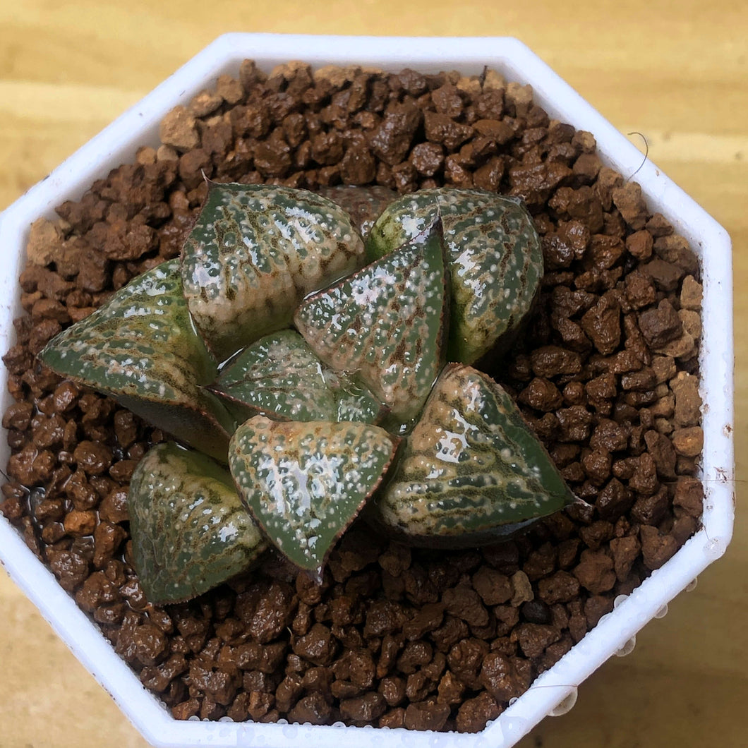 Haworthia splendens 'Hana Aoi' : Real Live Succulent Cactus Plant