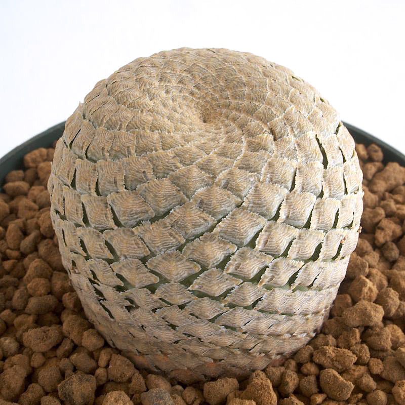 Real Live Succulent Cactus Plant : Euphorbia Piscidermis Fish Skin