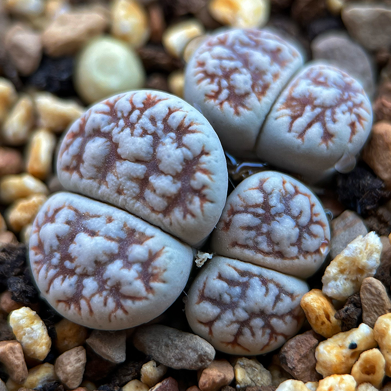 Lithops werneri Schwantes et H. Jacobsen : Real Live Succulent Lithops Pseudotruncatella Plant